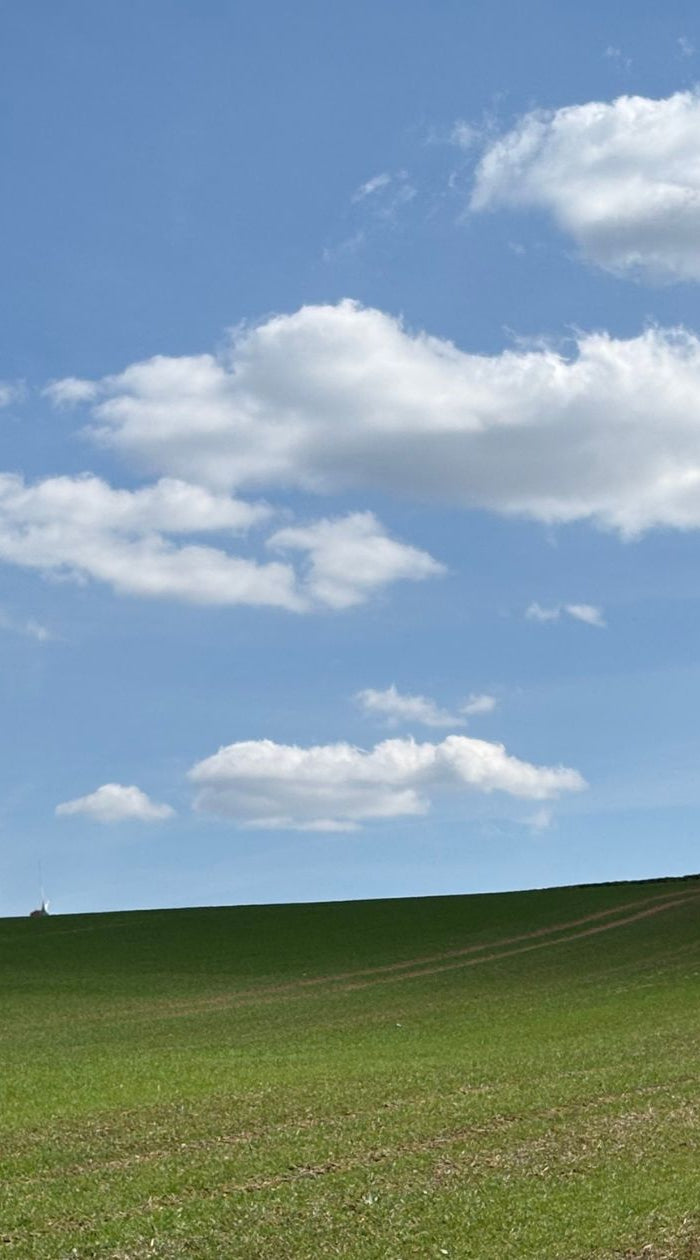 Ein welliges grünes Feld unter einem weiten blauen Himmel mit Cumuluswolken. Am Horizont rechts ein Waldrand mit einem Hochsitz.